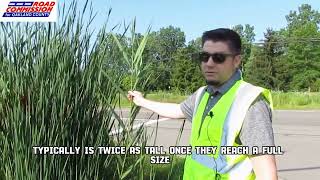 WHY ARE PHRAGMITES A PROBLEM [upl. by Ecinnej]