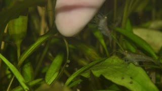 Otocinclus vittatus  spawning [upl. by Berghoff]