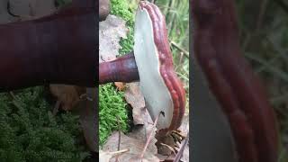 Ganoderma lucidum  the Chinese healing mushroom in APPENNINO [upl. by Ysdnil]