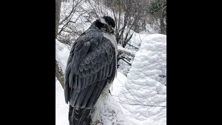 Northern Goshawk ghost of the forest [upl. by Atiuqahc]