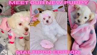 MEET OUR NEW MALTIPOO PUPPY [upl. by Cyrill929]