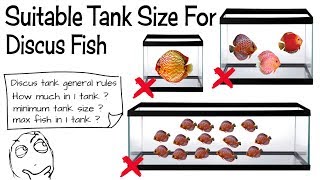 Discus Fish Tank Guide [upl. by Reseda842]