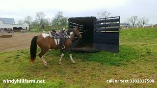 Gentle 16h gelding trail horse deluxe [upl. by Einahc513]