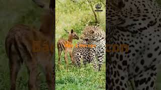 Báo amp Nai con cũng vui đùa bên nhau wildlife top10 leopard nai [upl. by Eskill]