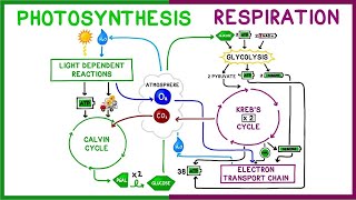 Photosynthesis vs Cellular Respiration Comparison [upl. by Eudo]