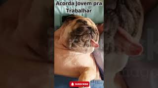 Acorda Jovem pra Trabalhar pets cutememes cachorro petsengracados funnymemes [upl. by Ping]