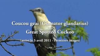 Coucou geai Clamator glandarius  Great Spotted Cuckoo [upl. by Nerrej]