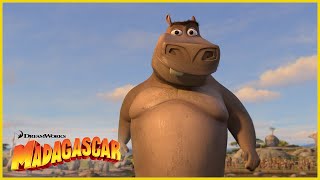 Creo que le gustas a Moto Moto 😘  DreamWorks Madagascar en Español Latino [upl. by Ainotna159]