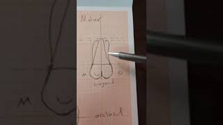 Drawing permanent maxillary first molar [upl. by Mars]