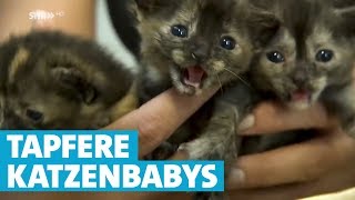 Katzenbabys überleben Autofahrt im Radkasten [upl. by Libenson]