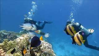 Hurghada diving center [upl. by Xam]