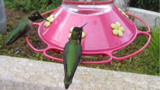 2 Hours long Hummingbirds at Feeder in HD [upl. by Bikales]