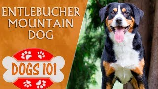 Dogs 101  ENTLEBUCHER MOUNTAIN DOG  Top Dog Facts About the Entlebucher Mountain Dog [upl. by Seroka]