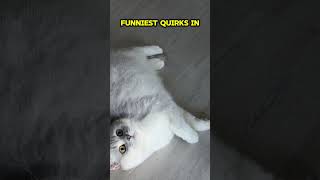 What’s Your Cat’s Funniest Quirk Share the Laughter 😹✨ [upl. by Ruvolo]