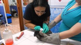 Orphaned Baby Howler Monkey at the Veterinarian [upl. by Rickey]