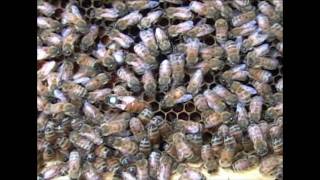 Varroa Mite History Distribution and Biology [upl. by Notak]