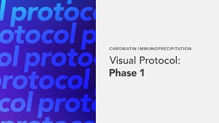 Chromatin Immunoprecipitation Visual Protocol Phase1 [upl. by Kernan256]