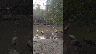 Alipore zoo Kolkata [upl. by Atinnor]