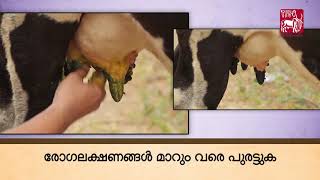 Ethnoveterinary formulation to treat Pox Wart Cracks on Teat Malayalam [upl. by Estevan]