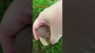 Boletus ReticulatusJuly 2024 asmr asmrmushrooms fungi boletus porchini mushroomhunting [upl. by Eelegna765]