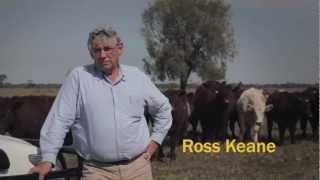 Ross Keane TV Commercial for Shorthorn Cattle [upl. by Demodena]