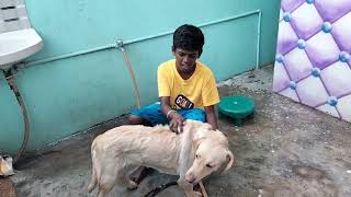 Our dog Runa bath 🚿 ருனா குளிக்கவைத்தோம் dog doglover dogs reels trending நாய் animals pets [upl. by Annora]