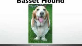 Basset Hounds  Basset Hound  AKC Bassett Hounds  Basset Hound Puppies [upl. by Nwahsem]