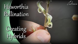 How to Pollinate Haworthia Flowers  Haworthia Pollination Technique  Haworthia Hybrids [upl. by Nnelg]