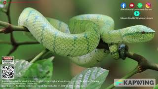 Bornean Keeled Pit Viper wildlife snake pitvipers reptiles northborneo wildlifeanimals [upl. by Ailima]