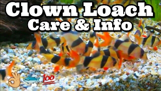 Clown Loach Care amp Information [upl. by Jacob]