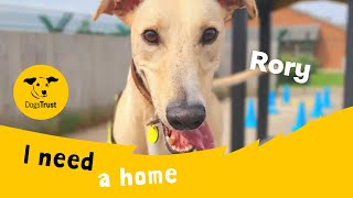 Rory the funloving Lurcher  Dogs Trust Leeds [upl. by Jervis]