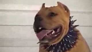 PITBULL is not AMERICAN DogPITBULL is a KURDISH Dog Race [upl. by Kapeed]