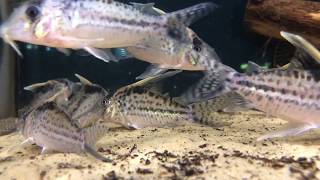 Corydoras robustus [upl. by Lucias403]