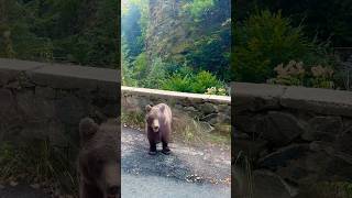 🐻 Bear encounter  Transfagarasan nature bear mountains [upl. by Alburg]