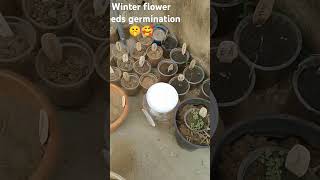 Winter flower seeds germination [upl. by Dorweiler]