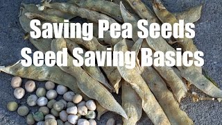 How to Save Pea Seeds amp Seed Saving Basics  in 4K [upl. by Davon]