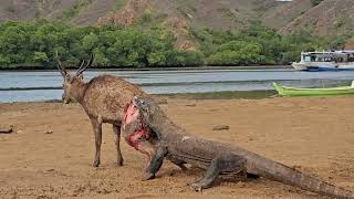 SPECTACULAR HUNTING OF KOMODO DRAGON ON WILD DEER [upl. by Timofei153]