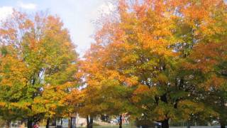 Taizé  Laudate Omnes Gentes [upl. by Yelrebmik907]