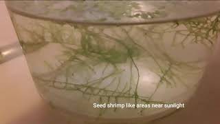 How to Culture Seed Shrimp or Ostracods [upl. by Nereus]