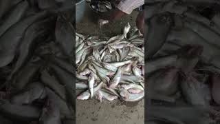 Hogenakkal fish 🐠shorts reels video subscribe [upl. by Gerrilee833]