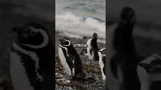 ¡Microplásticos en pingüinos Alerta 🐧 antártida [upl. by Francisca]