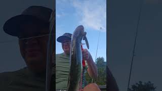 20231005 Small Pickerel Catch [upl. by Asilec]