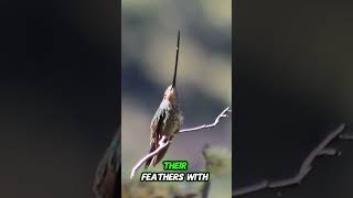 Why Are Sword Billed Hummingbirds So Strange [upl. by Yelsnit556]