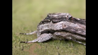 Close up with a Convolvulus Hawkmoth [upl. by Naesar]