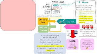 Apparent Mineralocorticoid Excess AME without waffle  Adrenals  ESR [upl. by Eissac]