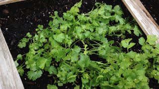 How to Grow Cilantro in the Hot Summer Months  Square Foot Gardening [upl. by Elo313]