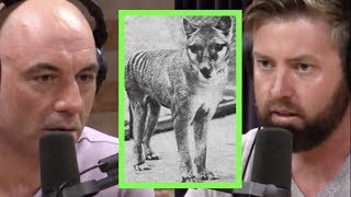 Searching for the Tasmanian Tiger  Joe Rogan amp Forrest Galante [upl. by Abas253]