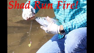 How to Catch Shad Shad Fishing Tactics amp Rigs that Work [upl. by Seften]