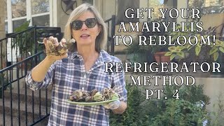 Get Your Amaryllis Bulbs To Rebloom  Refrigerator Method [upl. by Franzoni]