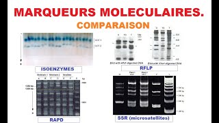 Education Marqueurs moléculaires Molecular markers مؤشرات جزيئية Comparaison [upl. by Borszcz]